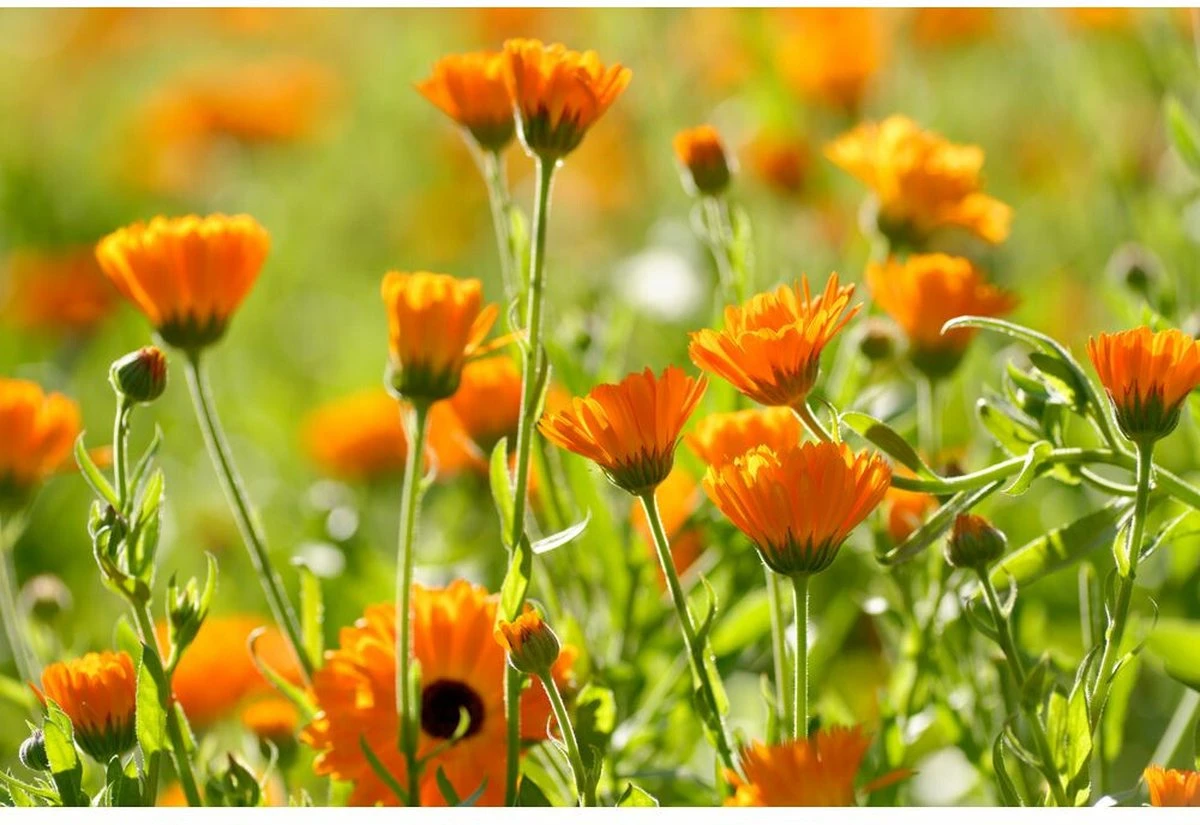 Weleda Calendula Tandpasta 4 Weleda Calendula Tandpasta - Afbeelding 2