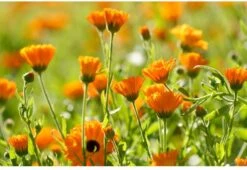 Weleda Kindertandpasta - 50ml -Mondverzorgings Winkel 1200x825